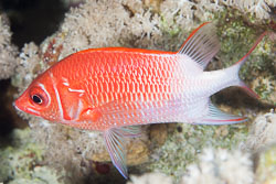 BD-150223-Sharm-6465-Sargocentron-caudimaculatum-(Rüppell.-1838)-[Silverspot-squirrelfish].jpg
